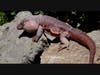 Hotel Maya's ‘Maya-Animals’ Experience On August 21 Featuring Tegu Lizard.