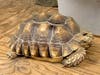 Hotel Maya's ‘Maya-Animals’ Experience On August 21 Featuring The Turtle.