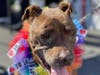  '2nd Annual Long Beach Summer Pet Fair' Adoptable Dog