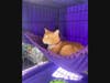  '2nd Annual Long Beach Summer Pet Fair' Adoptable Jellicle Cat