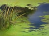 from "Edge of the Pond", oil by Michele Rofrano