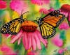 "Coneflower Monarchs" watercolor by Nancy Reiss