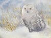 "Snowy Owl" watercolor by Doris Rice