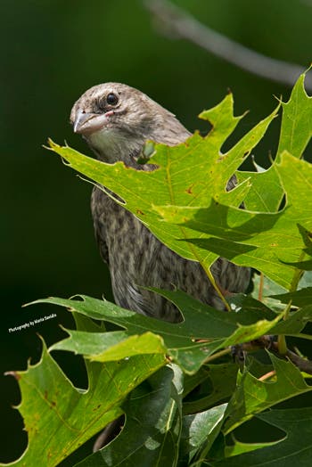 A juvenile Brown-headed Cowbird on 7/10/2017