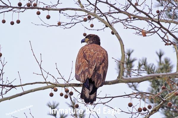  And A young Bald Eagle like I saw in the early afternoon of January 19, 2019.