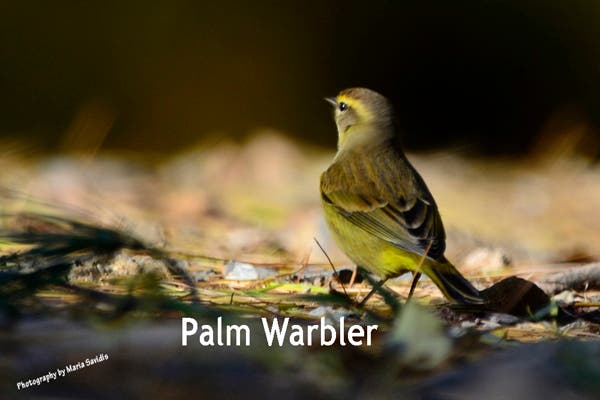 A Palm Warbler on the morning of 10/30/2018