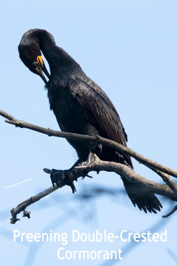 A Double-crested Cormorant preening in a tree 7-26-2020