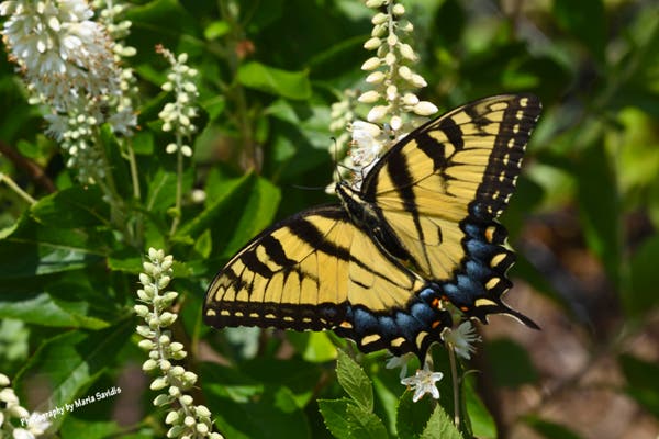  Or An Eastern Tiger Swallowtail Butterfly