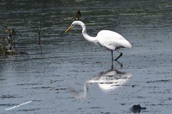 A Great Egret wading in the reservoir as seen on 7-25-2019