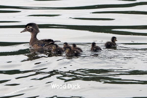 Female Wood Duck with her ducklings almost in a row