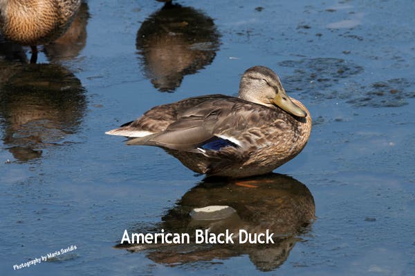  An American Black Duck trying to get some rest 7-26-2020