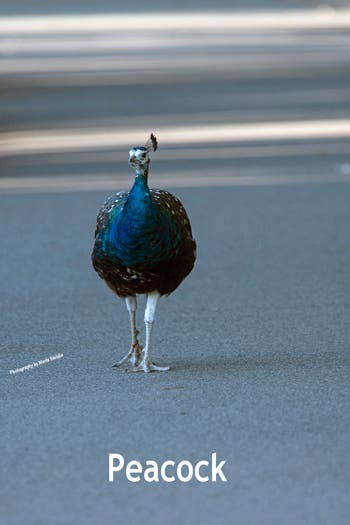  A young peacock 7/27/2020