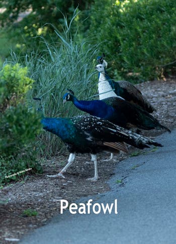 Four Peafowl standing in a row 7/27/2020