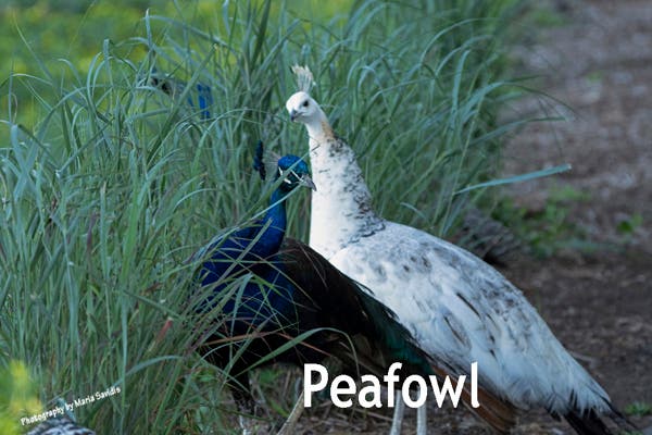 A couple of Peafowl looking at me 7/27/2020