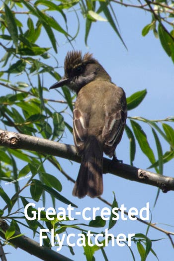 You might also see a Great-crested Flycatcher 6-10-2020