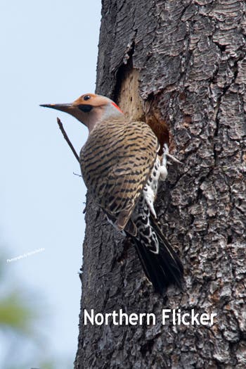  A Northern Flicker - 4/24/2018