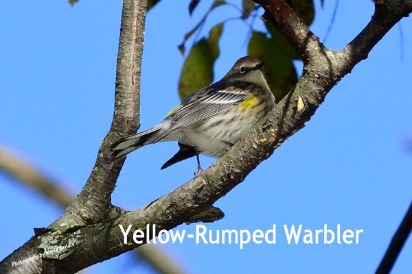  A Yellow-rumped Warbler also on the morning of 10/30-2018