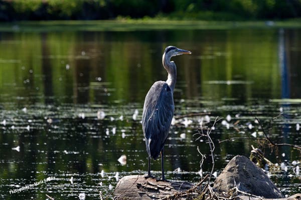 A Great Blue Heron on 7-25-2019