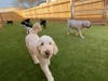 The freshly gutted and remade 8,000-square-foot Waggles facility has an additional 2,000 square feet of outside, fenced-in, play-yard space.