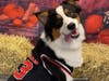 The Howl-O-Ween Doggy Costume Party at Waggles Pet Resort included a doggy costume contest. Through the end of November, folks bringing their dogs for a tour of Waggles can still enjoy the photo booth, hay maze and bobbing for treats.