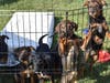 Dogs who were part of one of the 10 rescue groups on hand at the event greeted prospective owners before the ceremony.