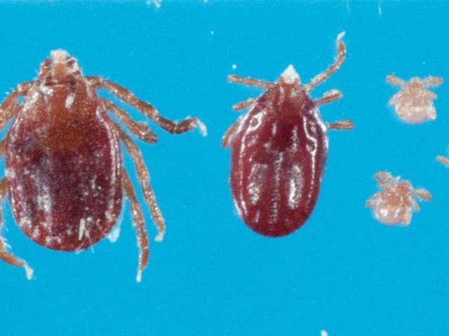 Rare, Dangerous Tick Species Now Confirmed In 7 NJ Counties ...