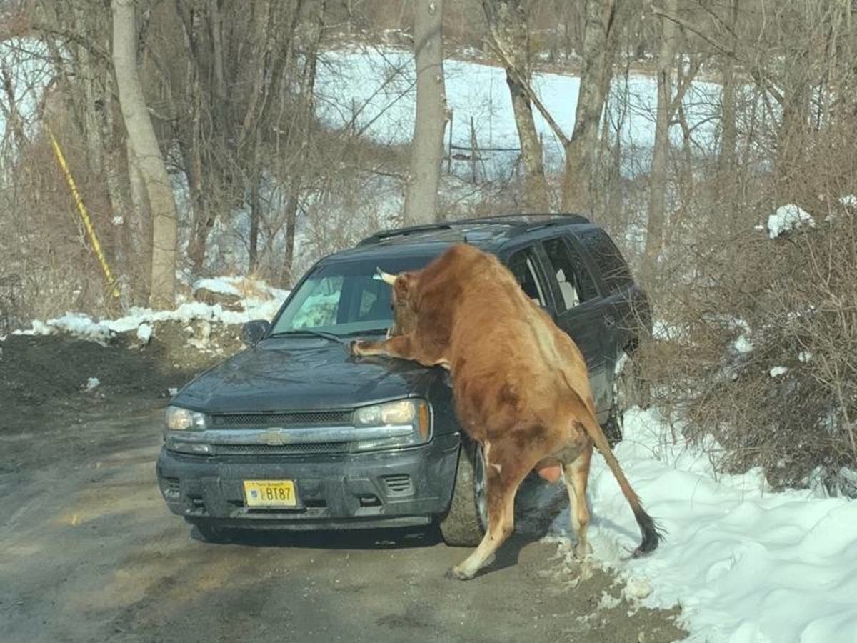 A photo showed a bull that attacked and threw around a woman in New Jersey, police said.