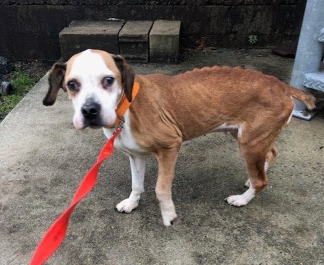 A New Jersey woman faces charges after an emaciated dog was found eating another dog's carcass in order to survive.