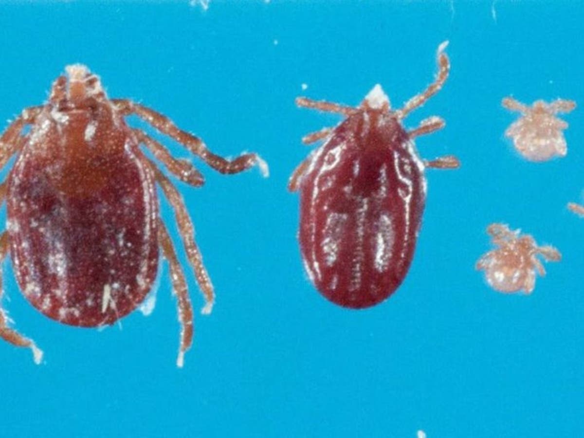 The Asian tick was discovered in a number of New Jersey counties last year.