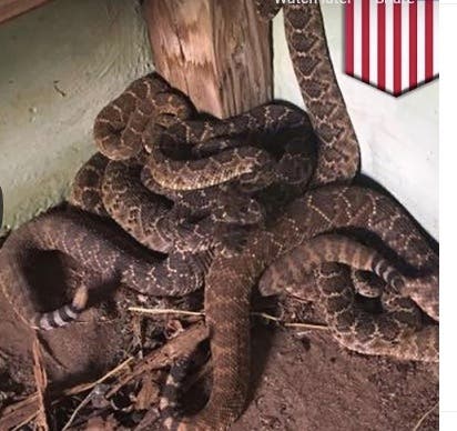 Fifteen poisonous snakes and as many as 30 tarantulas​ were recently found in a New Jersey home.