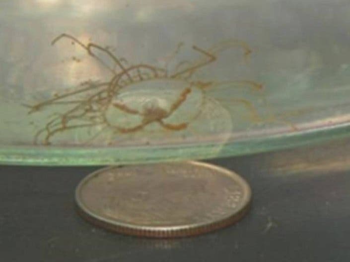 Nearly 300 clinging jellyfish, the ones with the powerful sting, are back at the Jersey Shore.