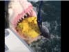 A video showed a fisherman wrangling with what he called a "monster great white" shark off Manasquan.