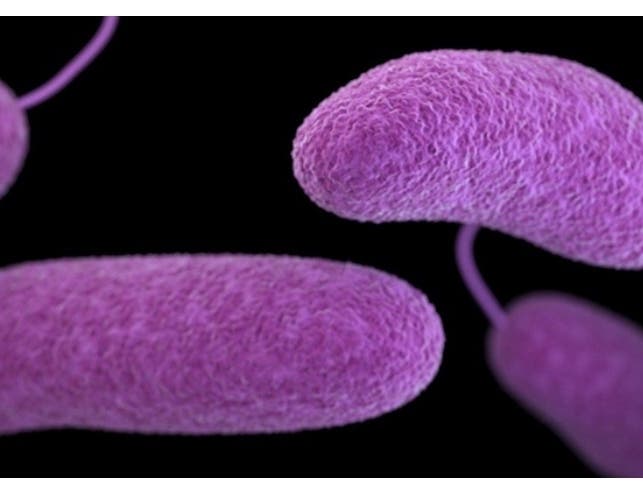 The disease once limited to warmer climates now appears that it's lurking off New Jersey, a medical report says.