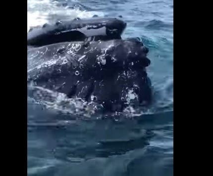 Looks like there was another big fish off the Jersey Shore. 