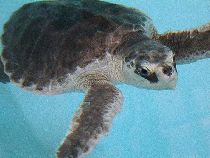A Kemp's Ridley sea turtle swims in Sea Turtle Recovery's hospital pool prior to being released.