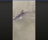 Videos of the shark show a boy and a man finding it in a Jersey Shore lake.