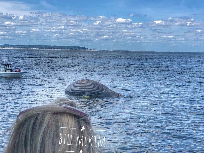Bill McKim showed pictures from his whale watching experience this weekend.