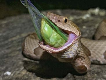 Don’t be surprised if you see copperhead snakes when the 17-year periodical cicadas emerge this spring in New Jersey. Experts say they’re an easy snack for the pit vipers.