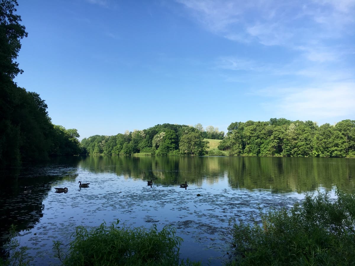 Swan Lake