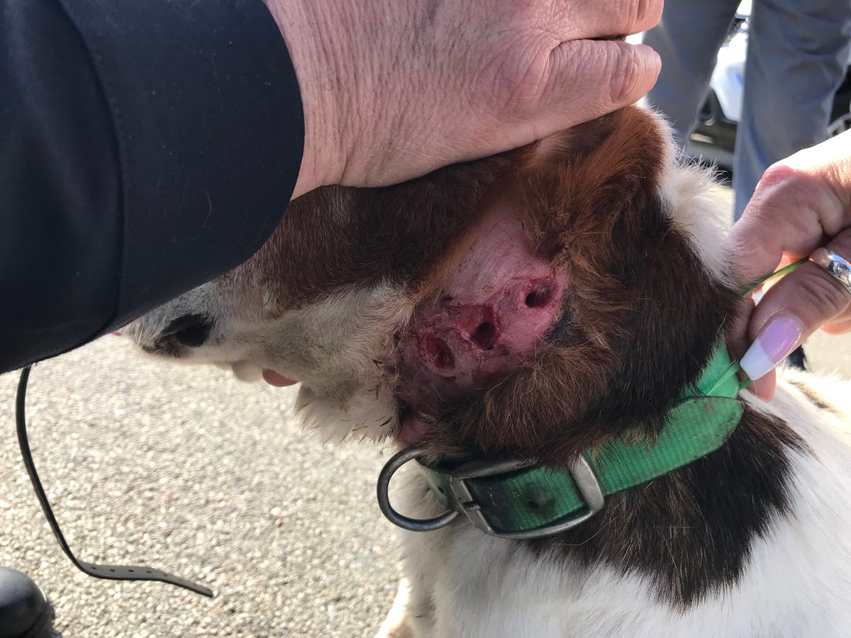 So-called barking collars can cause injury if improperly used by dog owners.