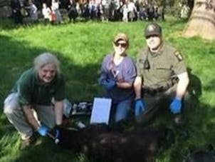 ECO Fadden and DEC wildlife staff with “Monsey the Bear."