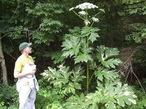 The giant hogweed, now blooming in Dutchess and Putnam, causes burns and blindness if touched.