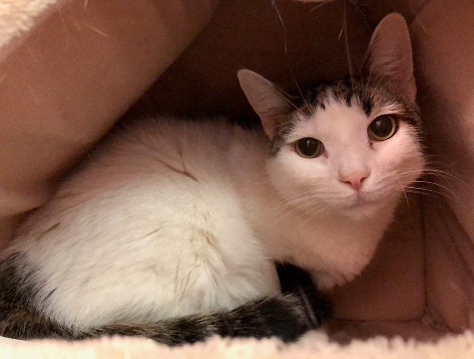 Pet of the Week: Jeffrey