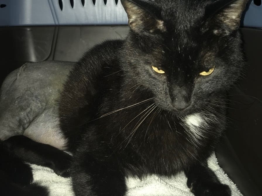 Putnam County SPCA is investigating the shooting of a pet cat in Carmel.