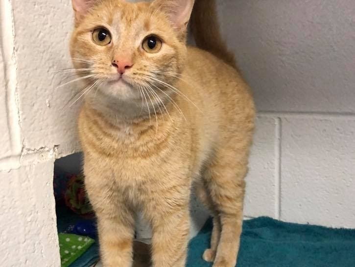 Shelley is a petite orange cat available for adoption. 