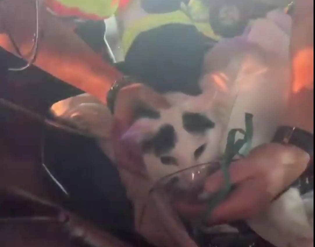 Spring Valley Volunteer Firefighter Luis Nivelo and Spring Hill Ambulance Corps EMT Moe Ziegler provided oxygen to a cat that Nivelo rescued from an apartment. 