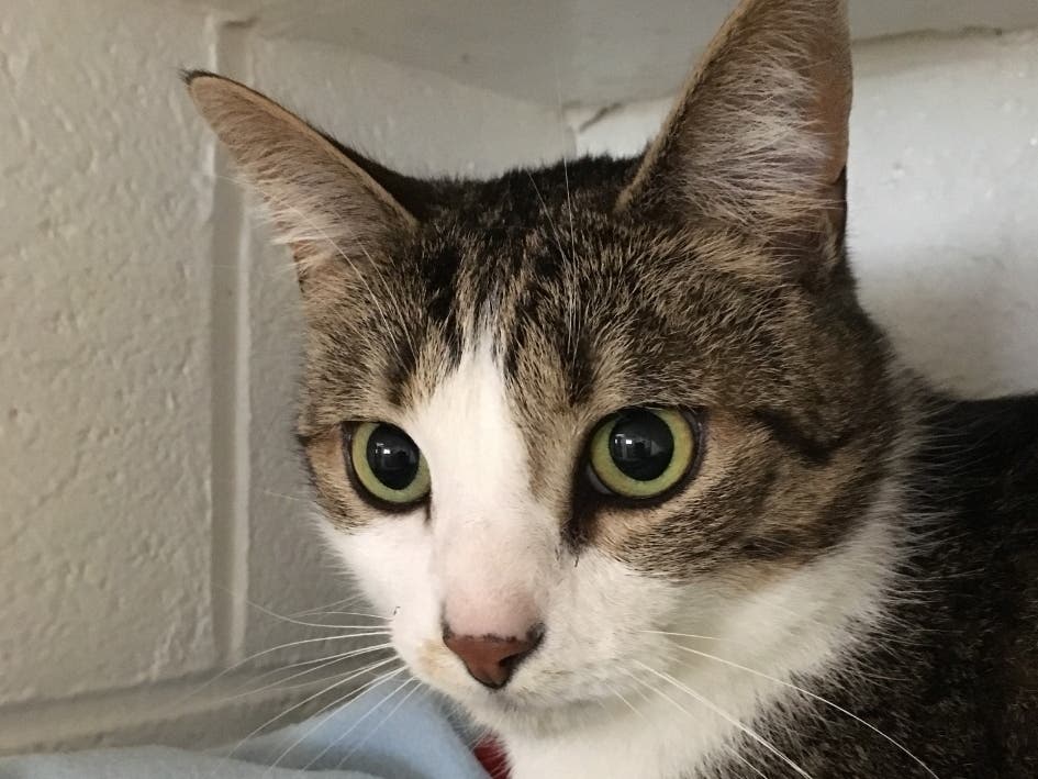Ted is three years old and looking for a home.