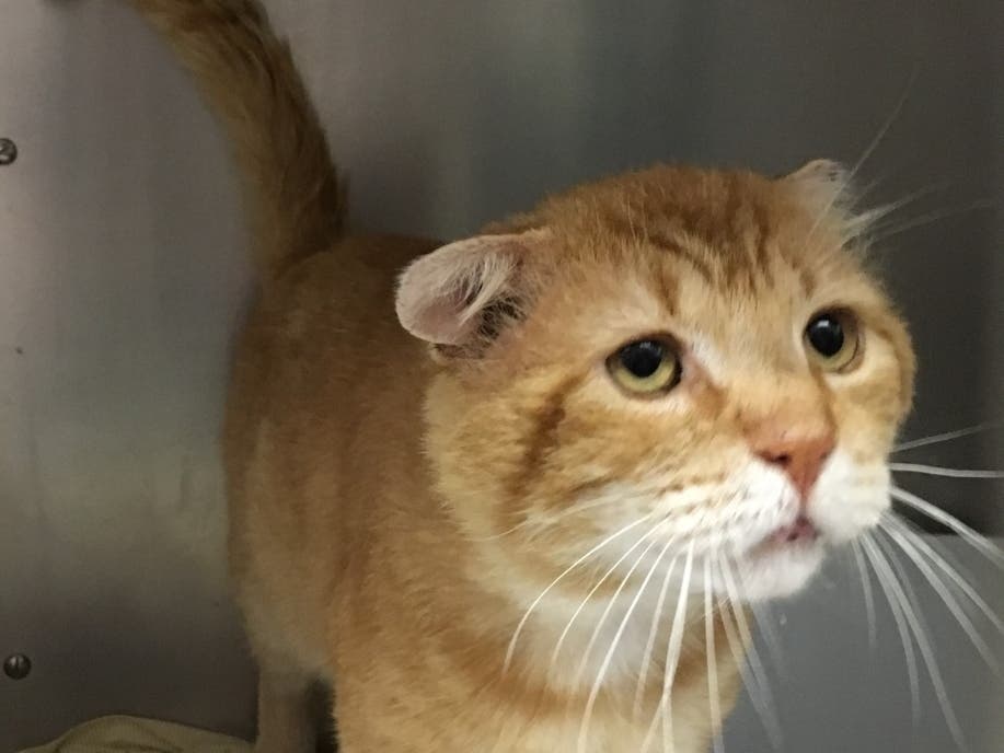 Tristan is a marmalade 4-year-old.