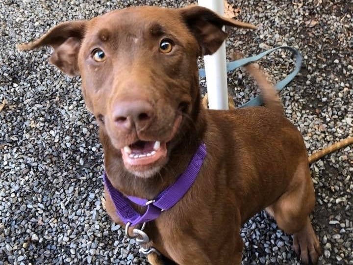 Daphne is around 1 year old and she’s a happy, peppy girl. 