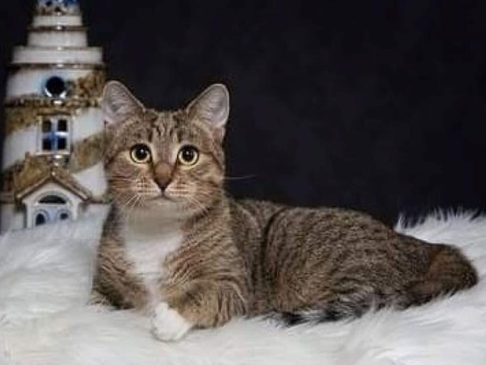 Pet of the Week: Princess